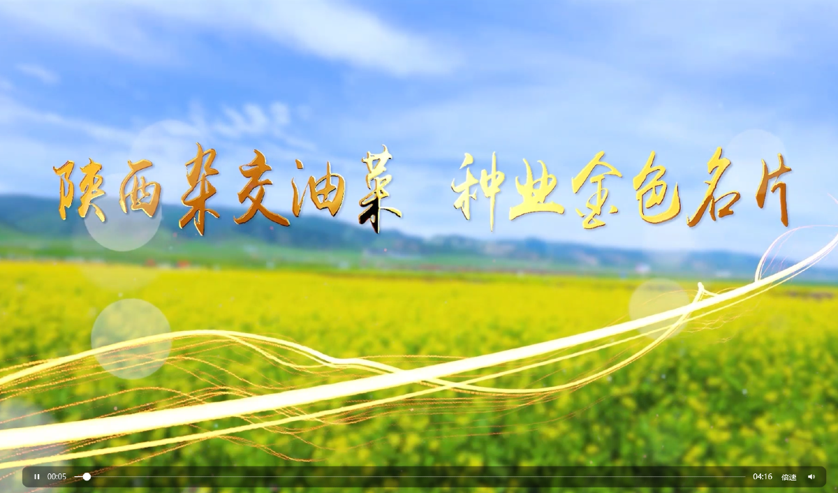 陕西杂交油菜  种业金色名片