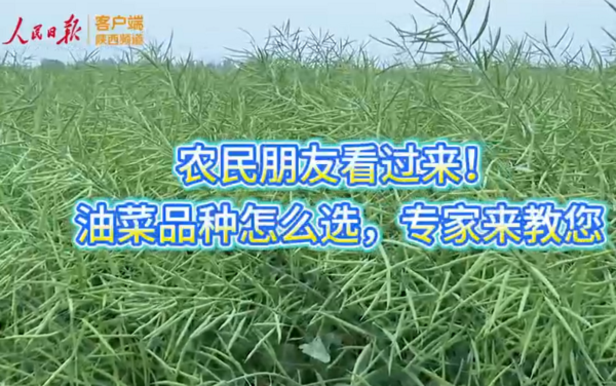 人民日报——农民朋友看过来！油菜品种怎么选，专家来教您