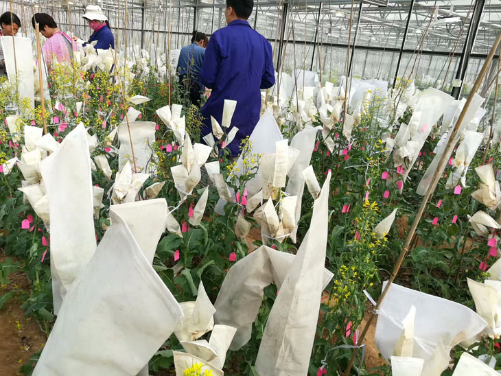 1517383167487766.jpg 温室11.jpg