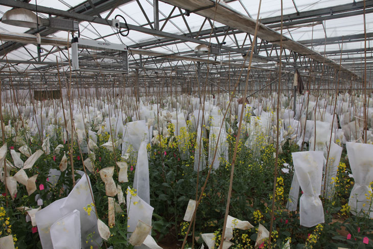 1517466629367965.jpg 11.jpg