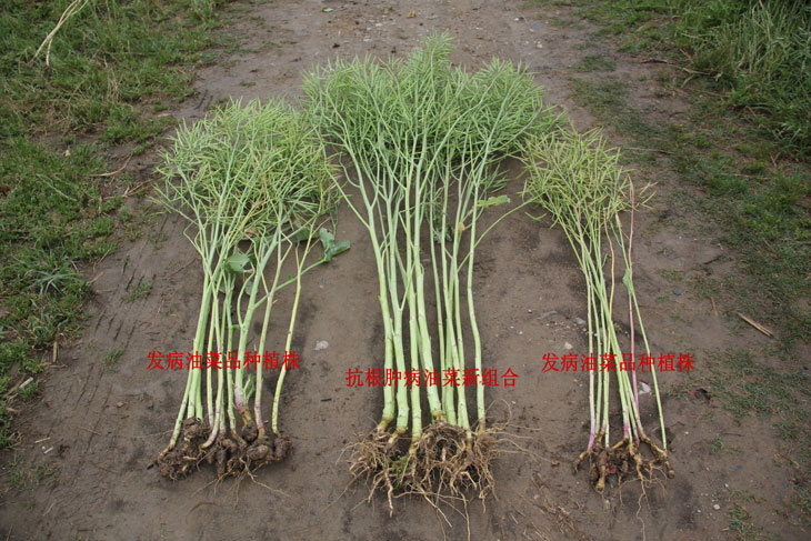 1556606672303333.jpg 55.jpg