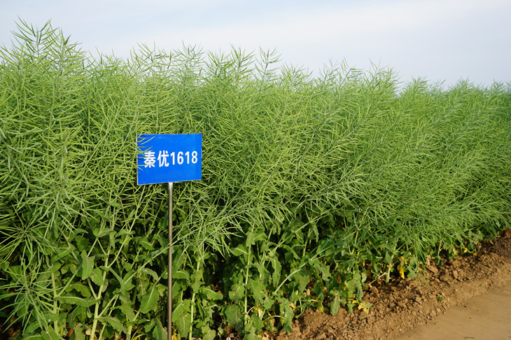 1589531191276841.jpg 4_副本.jpg