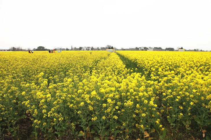 1616487520935467.jpg 4_副本.jpg