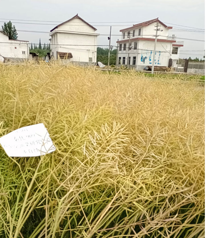 1621477645387113.jpg 图3.jpg