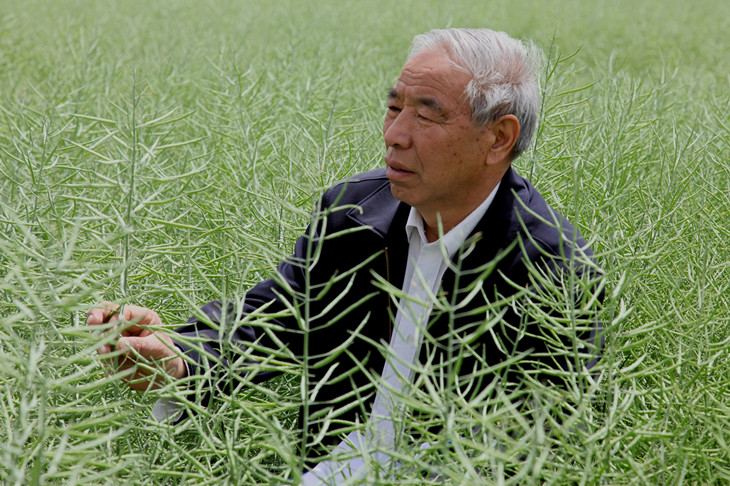 1625132196237293.jpg 著名油菜专家李殿荣研究员2010年在试验地查看油菜角果_副本.jpg