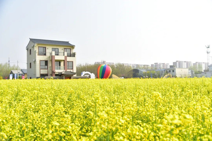 1681115877796822.jpg 田西油菜田_副本.jpg