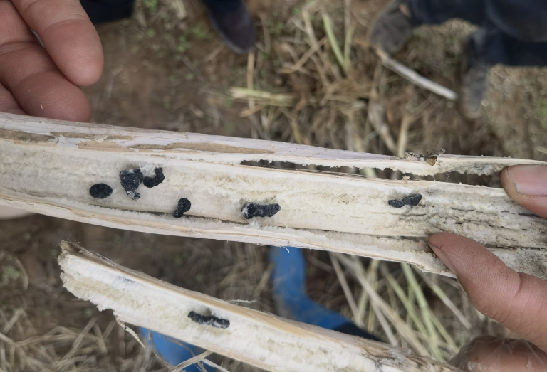 1685952505675159.png 2(730).png