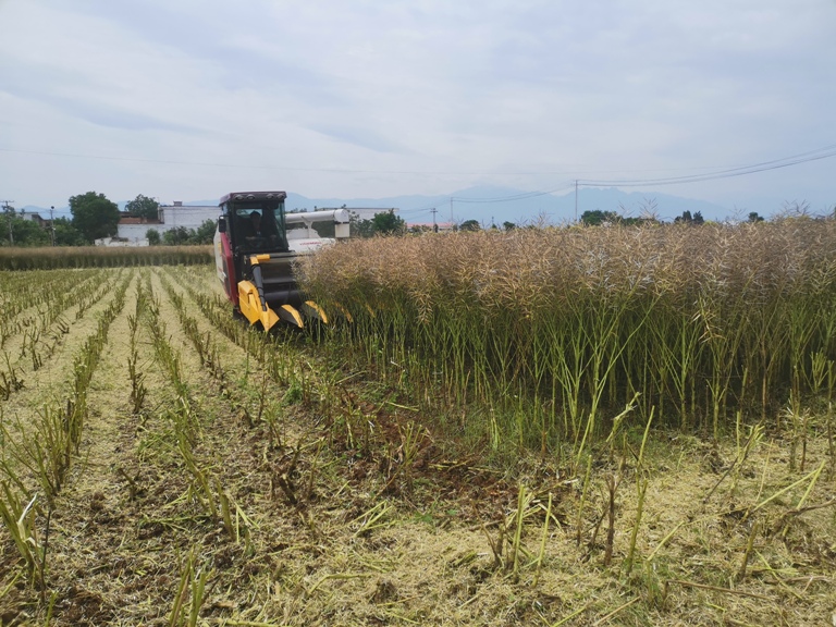 1686297818290803.jpg 1(650).jpg