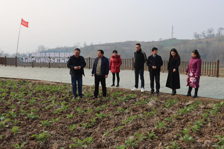 1703573242362587.png 安康市高新区江安村油菜田调研_副本.png